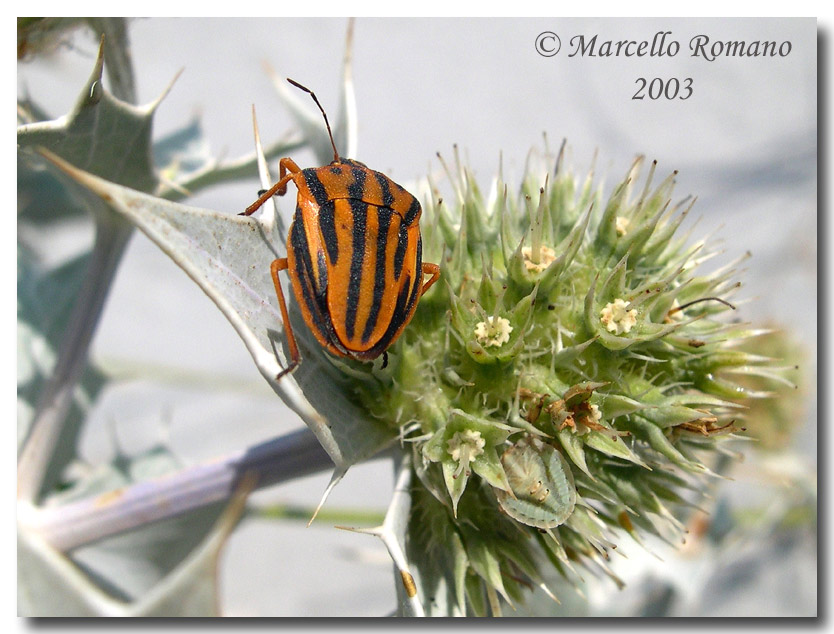 Graphosoma euro-mediterranei